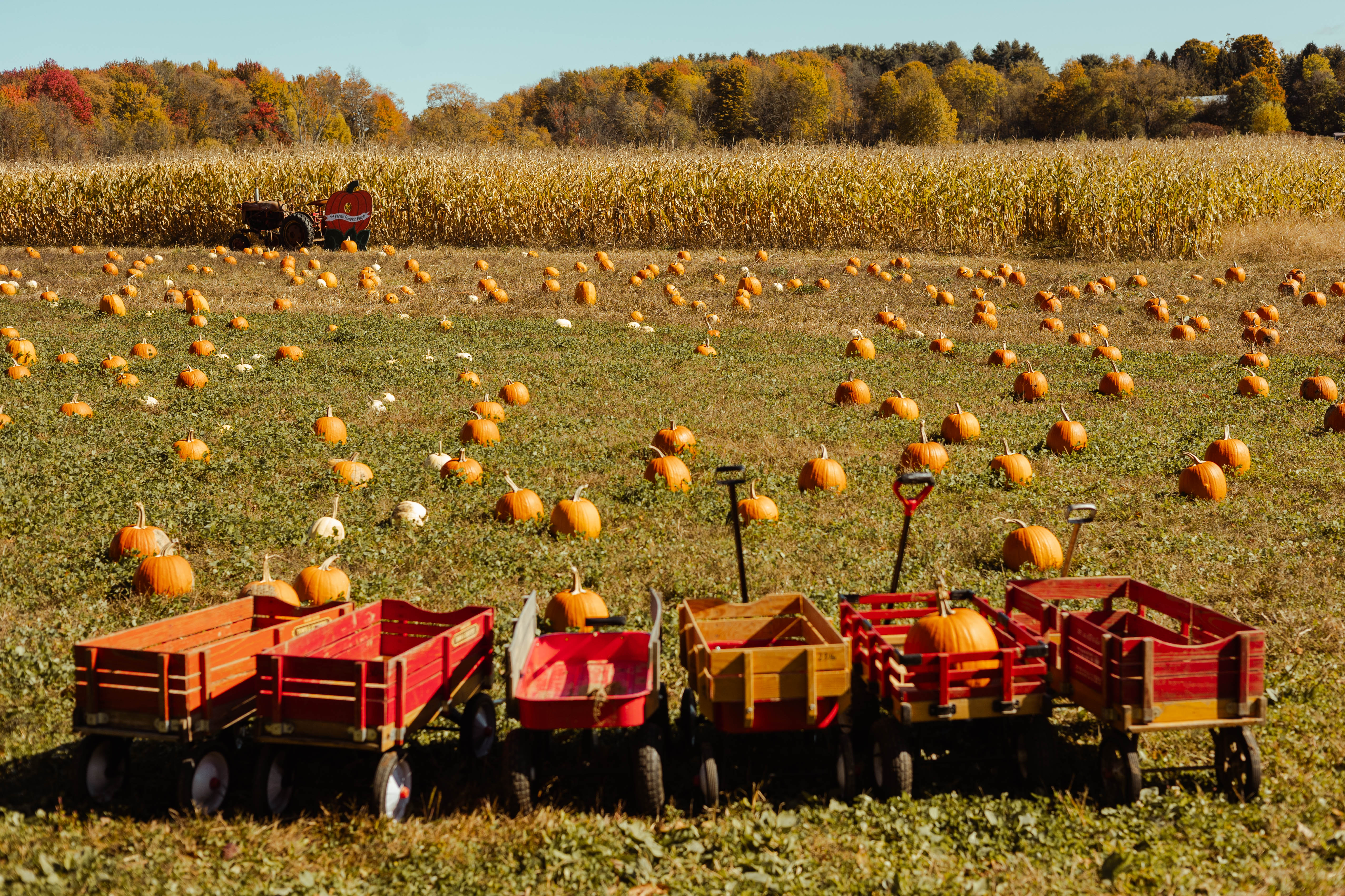 Oswego County, NY — Fall Foliage, Salmon Run & Lake Ontario Adventure