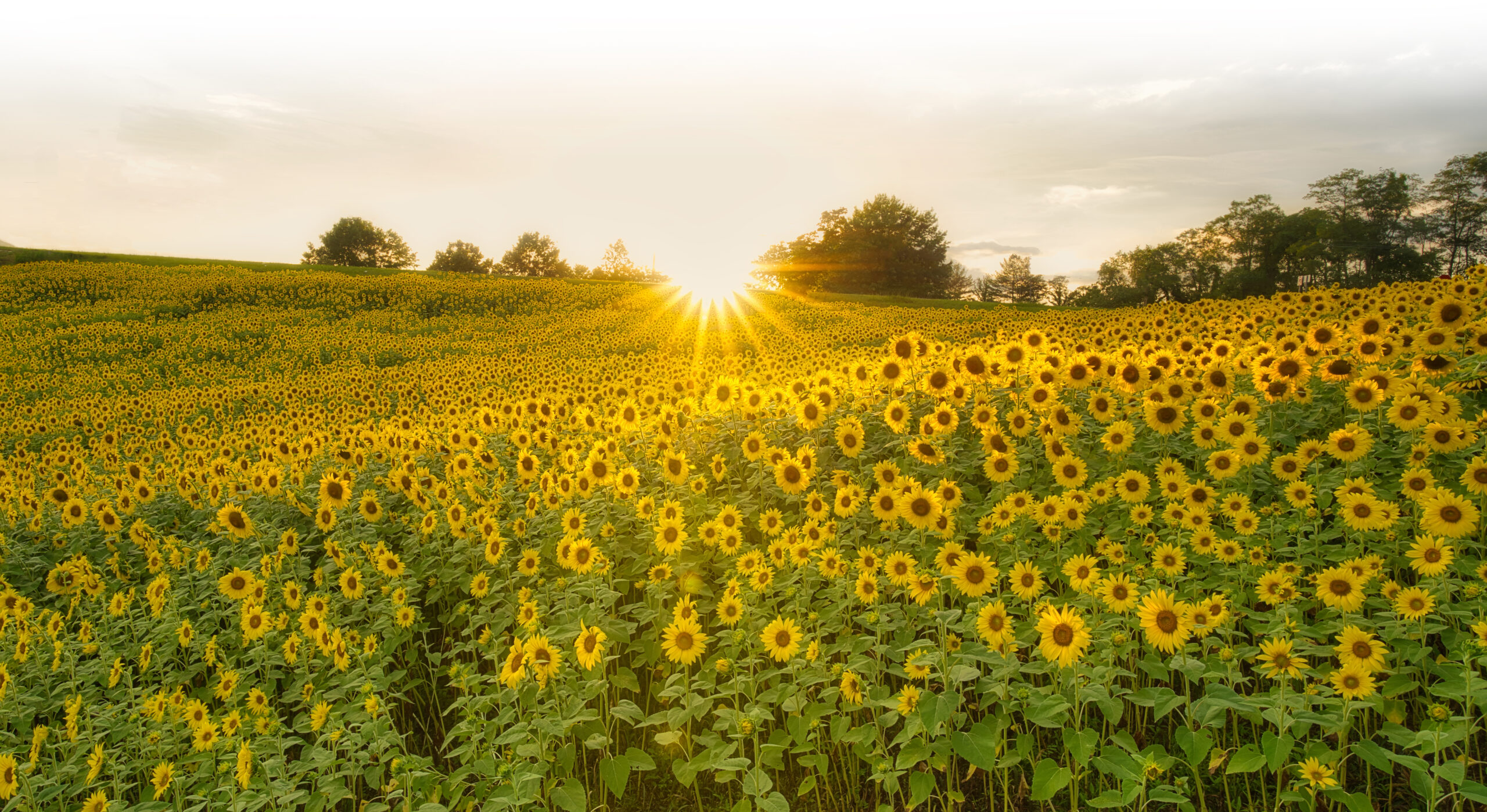 Discover Summer Adventure in Franklin and Nantahala