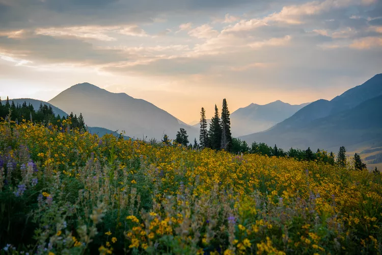This Small Colorado Mountain Town Is Home to America's Most Stunning Flower Fields