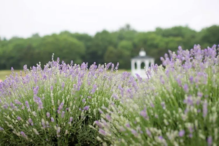 I Spent the Night Glamping in a Lavender Field in Virginia — and You'll Want to Do the Same